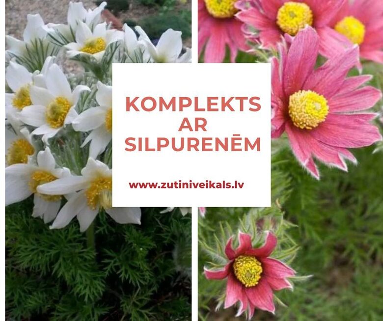 Komplekts ar silpurenēm - 4 augi